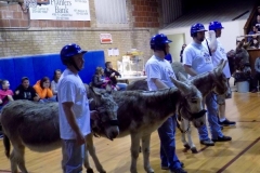 Donkey Basketball